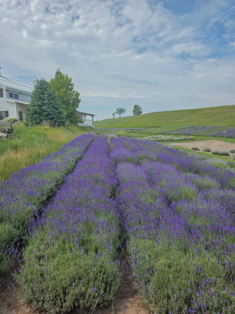 lavender hill farm