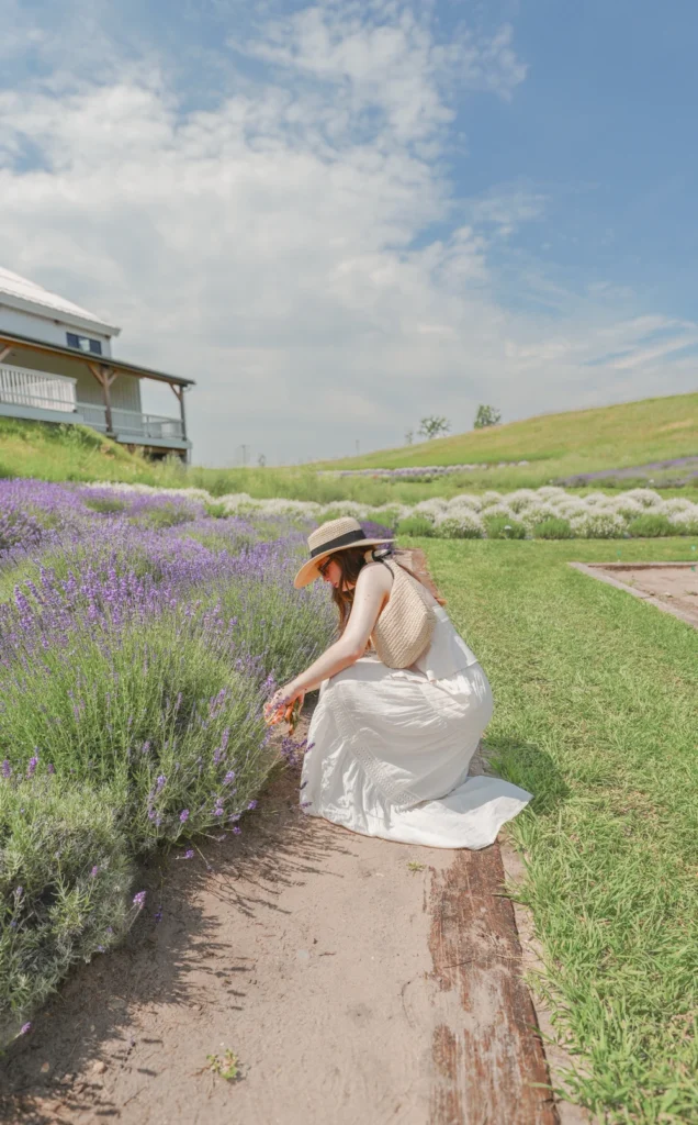 lavender hill farm