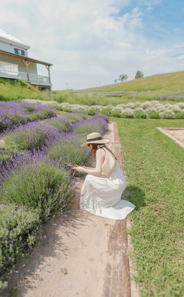 lavender hill farm