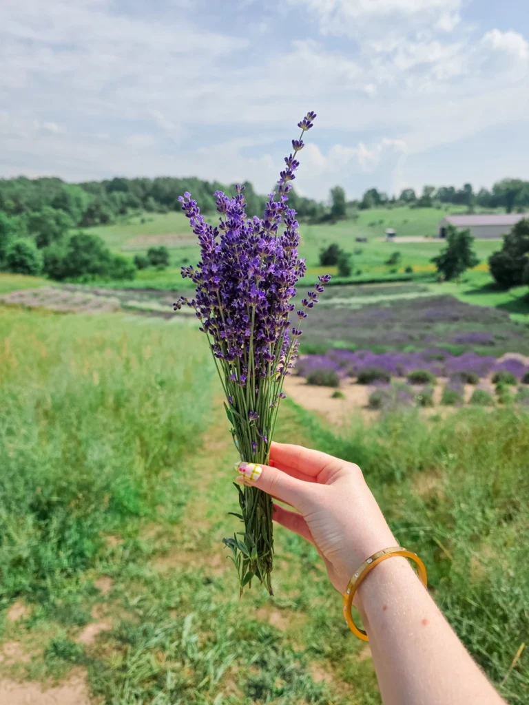 lavender hill farm