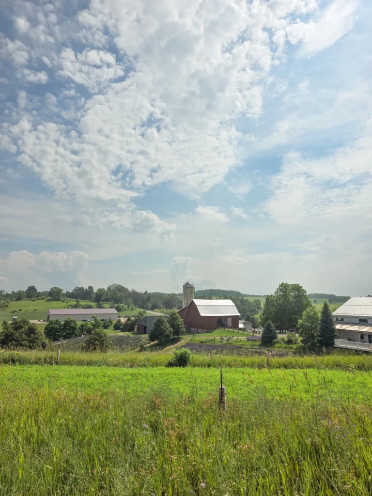 lavender hill farm