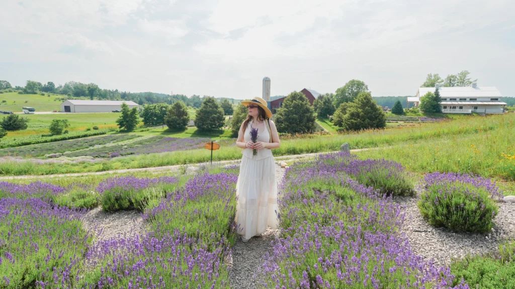 lavender hill farm
