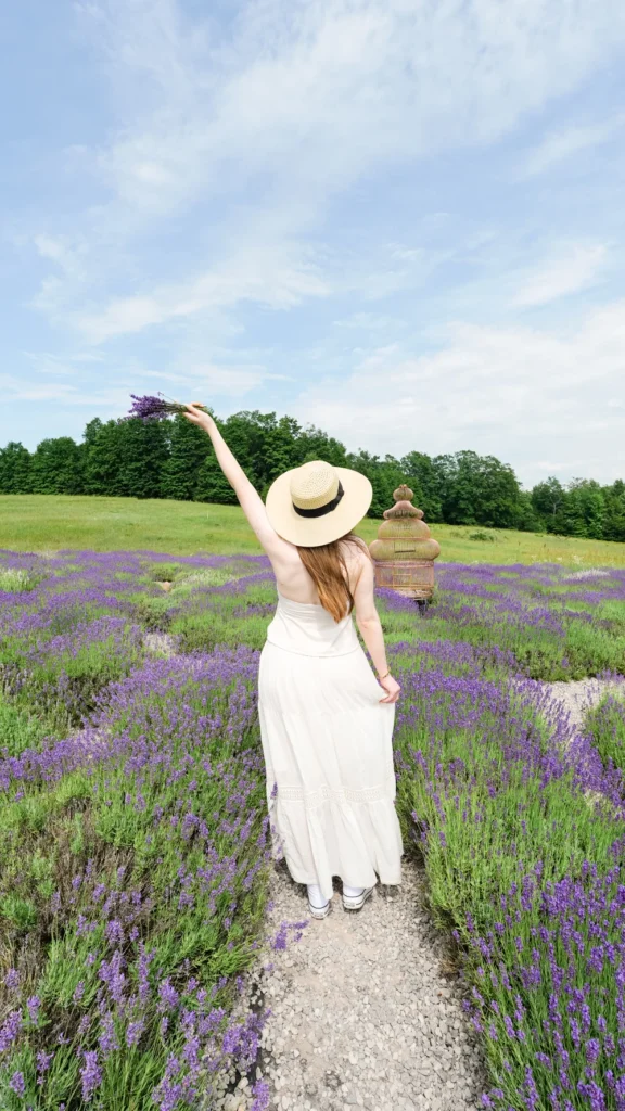 lavender hill farm