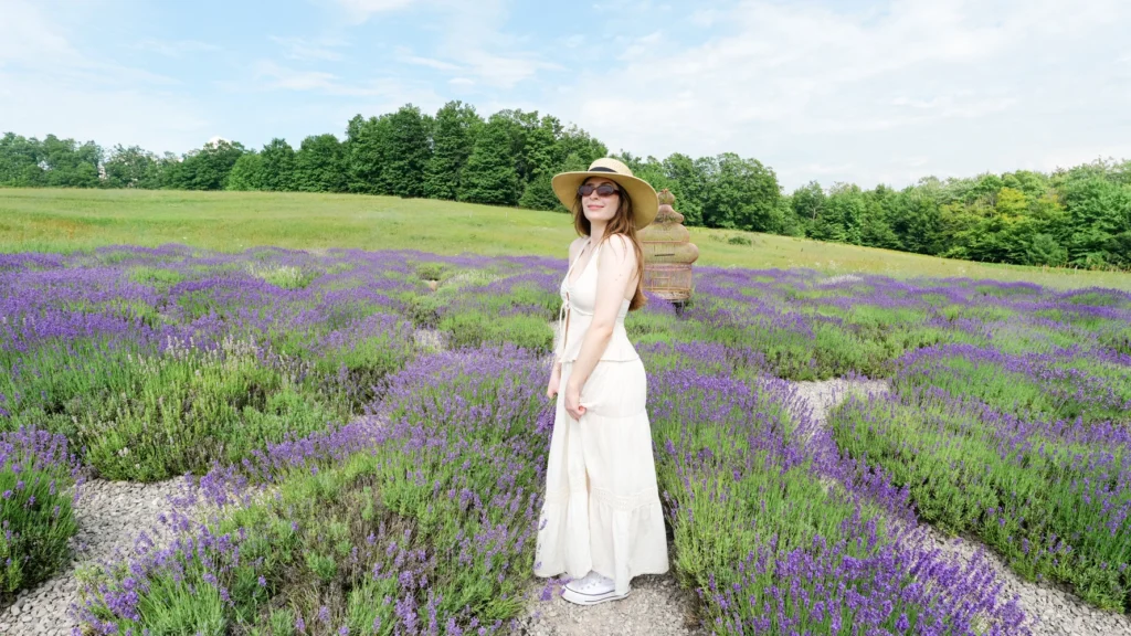 lavender hill farm
