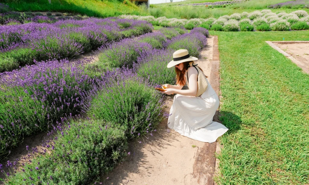 lavender hill farm
