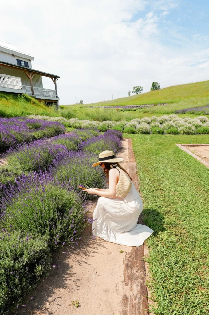 lavender hill farm