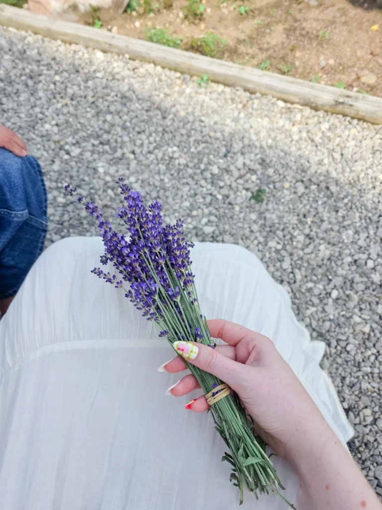 lavender hill farm