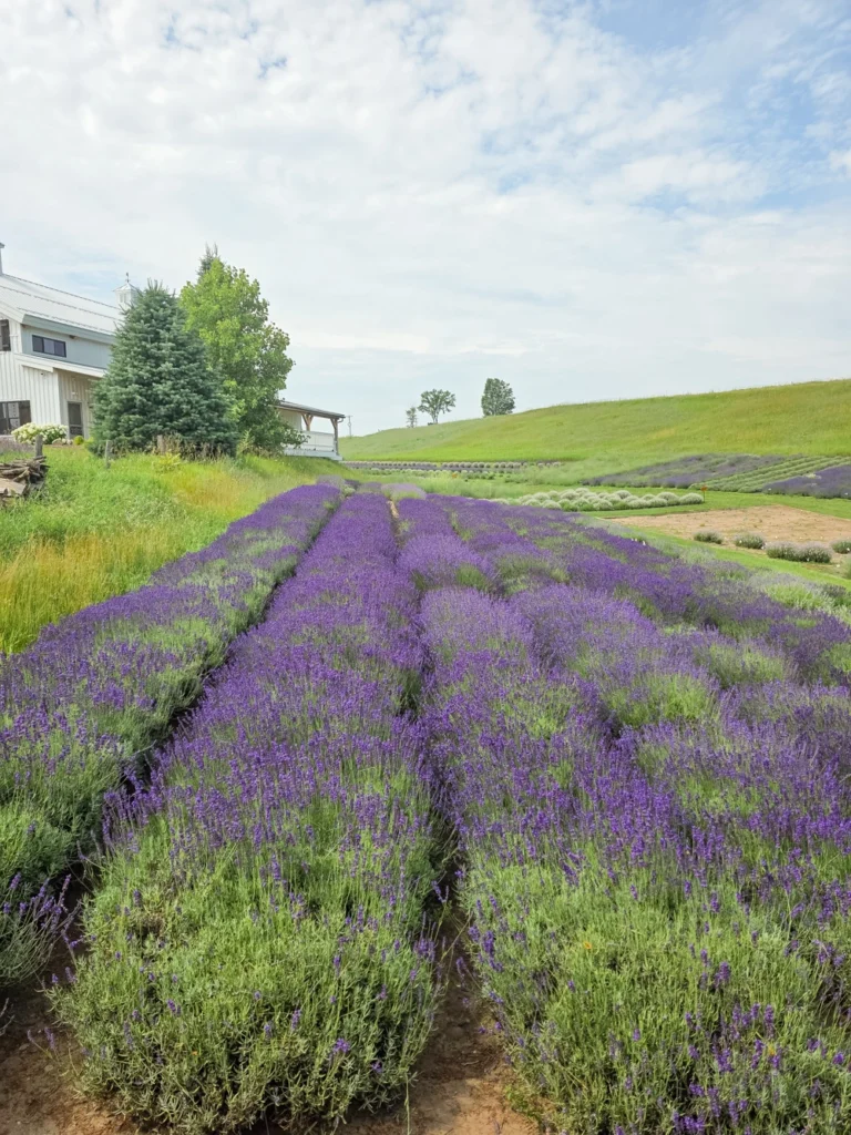 lavender hill farm